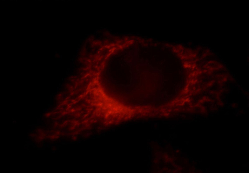 Immunofluorescent analysis of HepG2 cells, using PDXDC1 antibody Catalog No:113641 at 1:25 dilution and Rhodamine-labeled goat anti-rabbit IgG (red).