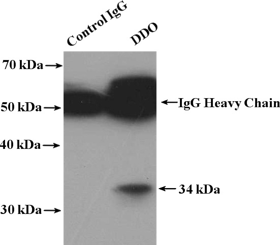 IP Result of anti-DDO (IP:Catalog No:109774, 4ug; Detection:Catalog No:109774 1:500) with SKOV-3 cells lysate 2800ug.