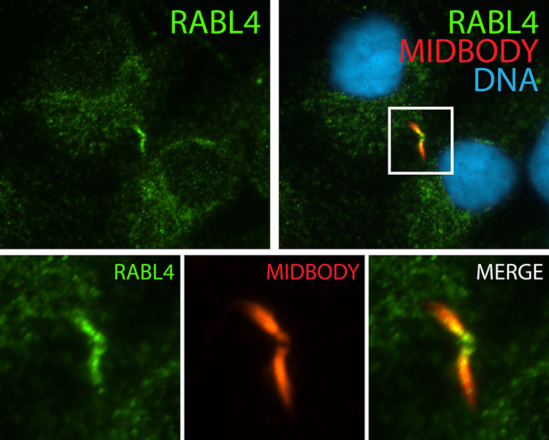 IF result (cytoplasm and the spindle midzone stain) of anti-RABL4 (IFT27, Catalog No:111667, 1:50) with telophase hTERT-RPE1 (MeOH fixed) by Dr. Moshe Kim.