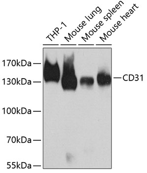 Western blot - CD31 Polyclonal Antibody 