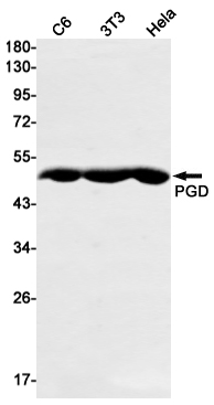 Western blot detection of PGD in C6,3T3,Hela cell lysates using PGD Rabbit mAb(1:1000 diluted).Predicted band size:53kDa.Observed band size:49kDa.