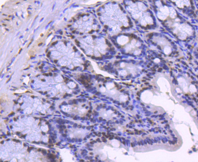 Fig9: Immunohistochemical analysis of paraffin-embedded mouse colon tissue using anti-Histone H2B(acetyl K20) antibody. Counter stained with hematoxylin.