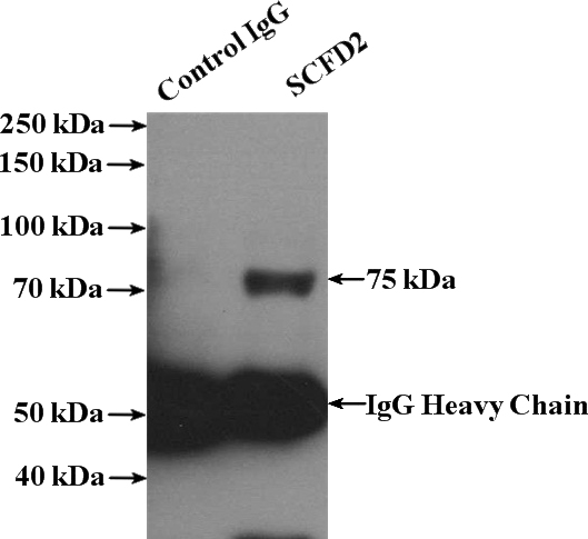 IP Result of anti-SCFD2 (IP:Catalog No:114992, 4ug; Detection:Catalog No:114992 1:200) with COLO 320 cells lysate 3200ug.