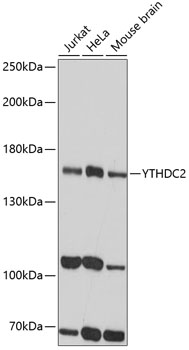Western blot - YTHDC2 Polyclonal Antibody 