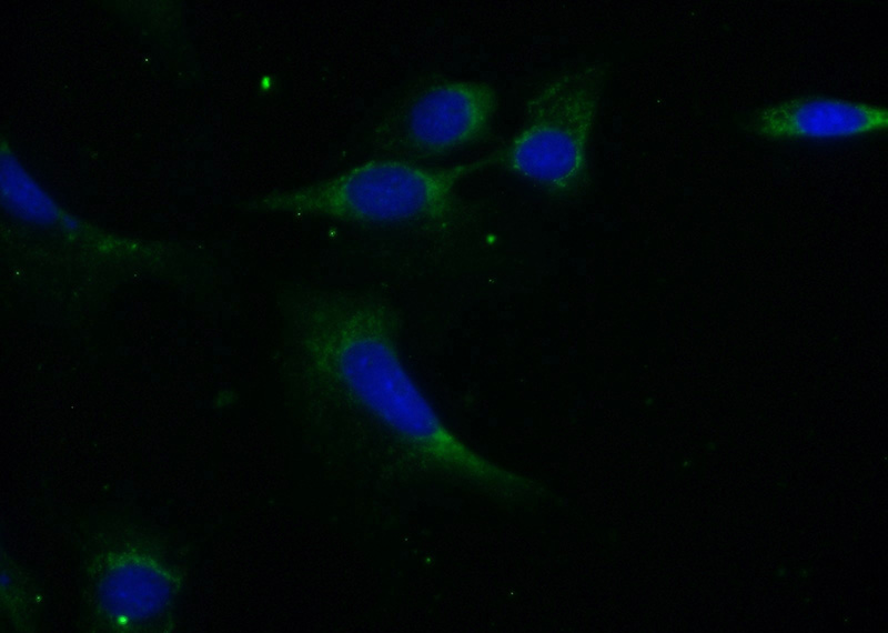 Immunofluorescent analysis of (-20oc Ethanol) fixed NIH/3T3 cells using Catalog No:114143(PPP1CB Antibody) at dilution of 1:50 and Alexa Fluor 488-congugated AffiniPure Goat Anti-Rabbit IgG(H+L)