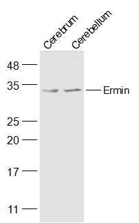 Fig2: Sample:; Cerebrum (Mouse) Lysate at 40 ug; Cerebellum (Mouse) Lysate at 40 ug; Primary: Anti-Ermin at 1/300 dilution; Secondary: IRDye800CW Goat Anti-Rabbit IgG at 1/20000 dilution; Predicted band size: 34 kD; Observed band size: 34 kD