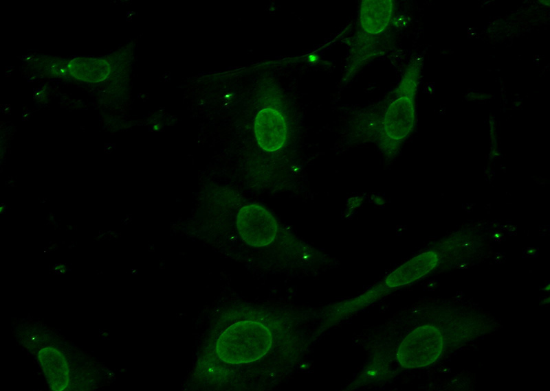 Immunofluorescent analysis of (-20oc Ethanol) fixed NIH/3T3 cells using Catalog No:112665(MKK7 Antibody) at dilution of 1:50 and Alexa Fluor 488-congugated AffiniPure Goat Anti-Rabbit IgG(H+L)