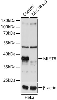 Western blot - MLST8 Polyclonal Antibody 