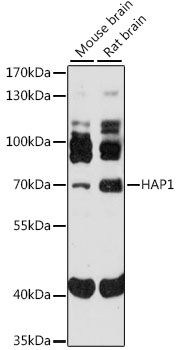 Western blot - HAP1 Polyclonal Antibody 
