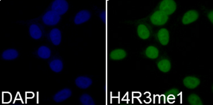 Immunofluorescence - MonoMethyl-Histone H4-R3 pAb 