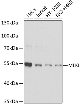 Western blot - MLKL Polyclonal Antibody 