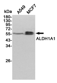Western blot detection of ALDH1A1 in A549 and MCF7 cell lysates using ALDH1A1 mouse mAb (1:1000 diluted).Predicted band size:55KDa.Observed band size:55KDa.