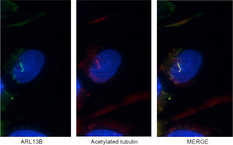 Immunofluorescent images of MDCK cells stained with ARL13B rabbit pAb (Catalog No:108196) and acetylated tubulin mouse mAb (Catalog No:107557) at dilution of 1:50, further stained with Alexa Fluor 488-congugated AffiniPure-Goat anti-Rabbit IgG(H+L) for Catalog No:108196, and Alexa Fluor 594-congugated AffiniPure Goat Anti-Rabbit IgG(H+L) for Catalog No:107557.