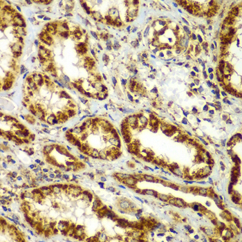 Immunohistochemistry - SMAD9 Polyclonal Antibody 