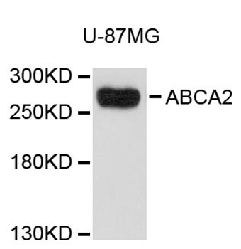 Western blot - ABCA2 Polyclonal Antibody 