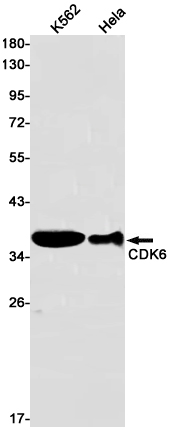 Western blot detection of CDK6 in K562,Hela cell lysates using CDK6 Rabbit pAb(1:1000 diluted).Predicted band size:37kDa.Observed band size:37kDa.