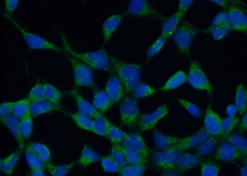 Immunofluorescent analysis of (10% Formaldehyde) fixed HEK-293 cells using Catalog No:111981(KIAA0430 Antibody) at dilution of 1:50 and Alexa Fluor 488-congugated AffiniPure Goat Anti-Rabbit IgG(H+L)