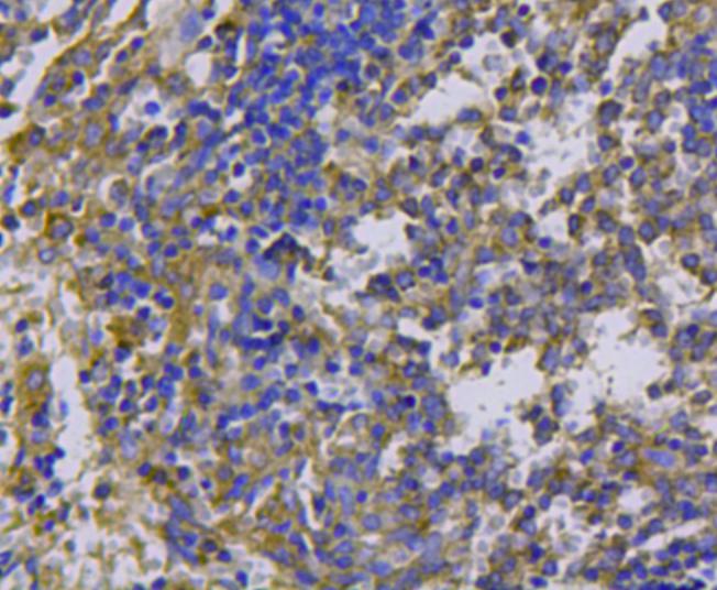 Fig6: Immunohistochemical analysis of paraffin-embedded mouse spleen tissue using anti-cMet antibody. Counter stained with hematoxylin.
