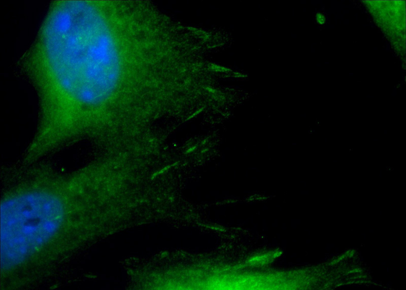Immunofluorescent analysis of (-20oc Ethanol) fixed NIH/3T3 cells using Catalog No:113611(Paxillin Antibody) at dilution of 1:50 and Alexa Fluor 488-congugated AffiniPure Goat Anti-Rabbit IgG(H+L)