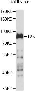 Western blot - TXK Polyclonal Antibody 