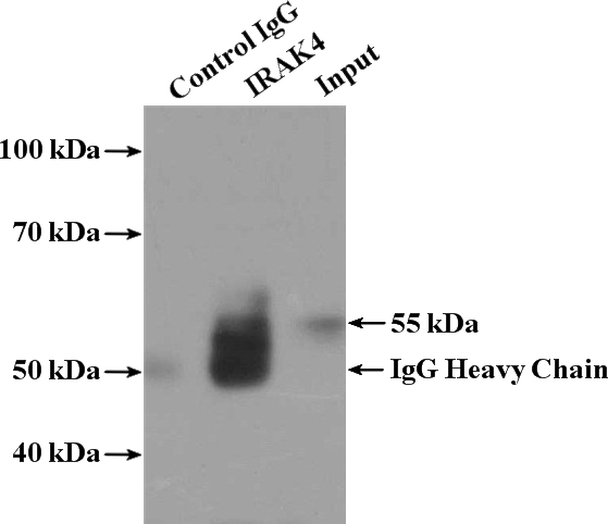 IP Result of anti-IRAK4 (IP:Catalog No:111829, 4ug; Detection:Catalog No:111829 1:300) with K-562 cells lysate 4000ug.