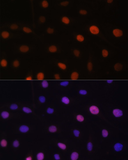 Immunofluorescence - UHRF2 Polyclonal Antibody 
