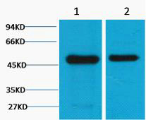 Western blot analysis of 1) Mouse Brain Tissue, 2) Rat Brain tissue, diluted at 1:2000.