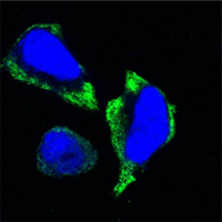 Confocal immunofluorescence analysis of Hela cells using PAK2 mouse mAb (green). Blue: DRAQ5 fluorescent DNA dye.