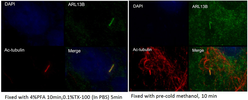 IF result of ARL13B antibody (Catalog No:108196) in hTERT-RPE cell fixed with 4% PFA or Methanol.