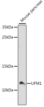 Western blot - UFM1 Polyclonal Antibody 