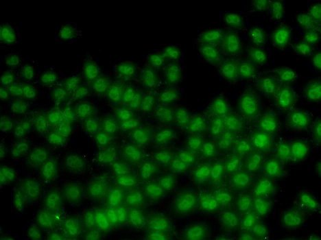 Immunofluorescence - ID3 Polyclonal Antibody 