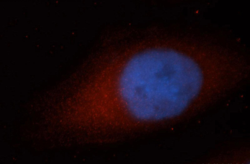 Immunofluorescent analysis of MCF-7 cells, using PNRC2 antibody Catalog No: at 1:50 dilution and Rhodamine-labeled goat anti-rabbit IgG (red). Blue pseudocolor = DAPI (fluorescent DNA dye).