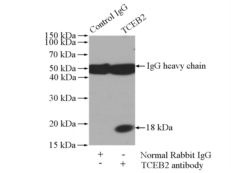 IP Result of anti-TCEB2 (IP:Catalog No:115901, 4ug; Detection:Catalog No:115901 1:500) with HEK-293 cells lysate 3200ug.