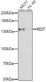 Western blot - REST Polyclonal Antibody 