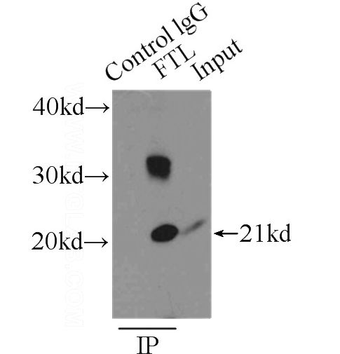IP Result of anti-FTL (IP:Catalog No:110622, 3ug; Detection:Catalog No:110622 1:1000) with mouse liver tissue lysate 12500ug.