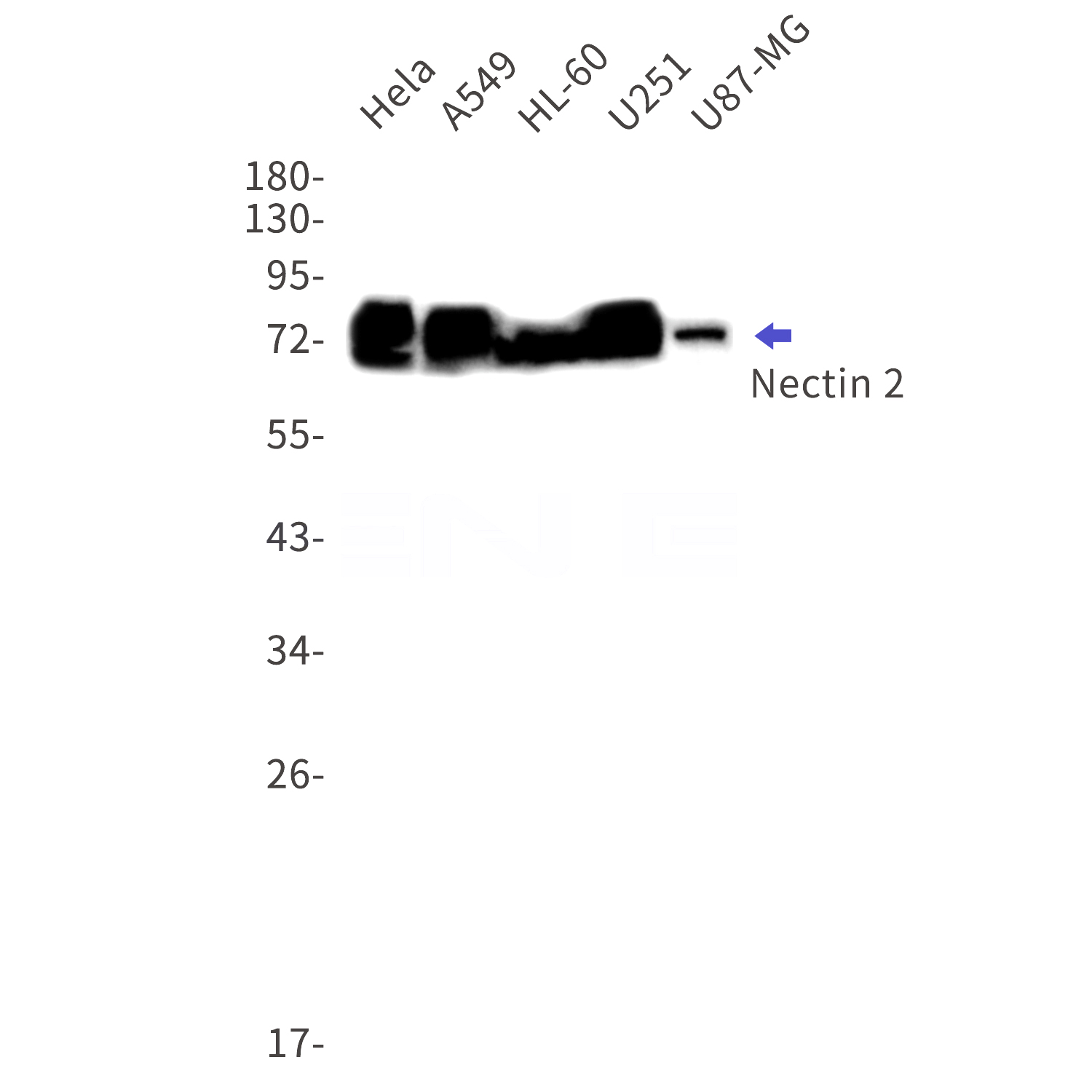 Western blot detection of Nectin 2 in Hela,A549,HL-60,U251,U87-MG cell lysates using Nectin 2 Rabbit mAb(1:1000 diluted).Predicted band size:58kDa.Observed band size:70-80kDa.