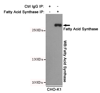 Immunoprecipitation analysis of CHO-K1 cell lysates using Fatty Acid Synthase mouse mAb.