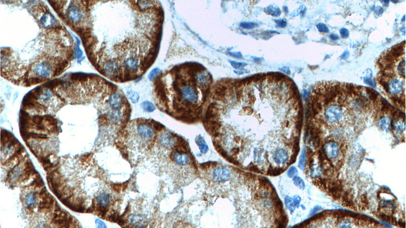 Immunohistochemistry of paraffin-embedded human kidney tissue slide using Catalog No:113013(SLC13A3 Antibody) at dilution of 1:200 (under 40x lens).