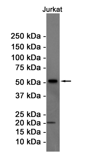 Western blot detection of Cyclin B1 in Jurkat cell lysates using Cyclin B1 Rabbit pAb(1:1000 diluted).Predicted band size:48KDa.Observed band size:55KDa.