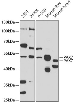 Western blot - PAX7 Polyclonal Antibody 