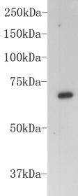 Fig1: Western blot analysis on BSA using anti-BSA Mouse mAb (Cat. # 176642#).