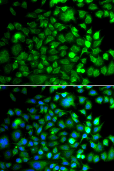 Immunofluorescence - OSGEP Polyclonal Antibody 