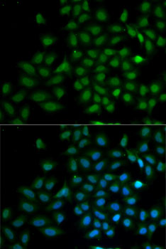 Immunofluorescence - KLF10 Polyclonal Antibody 