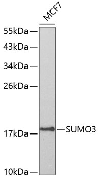 Western blot - SUMO3 Polyclonal Antibody 
