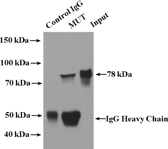 IP Result of anti-MUT (IP:Catalog No:112902, 4ug; Detection:Catalog No:112902 1:500) with HepG2 cells lysate 1800ug.