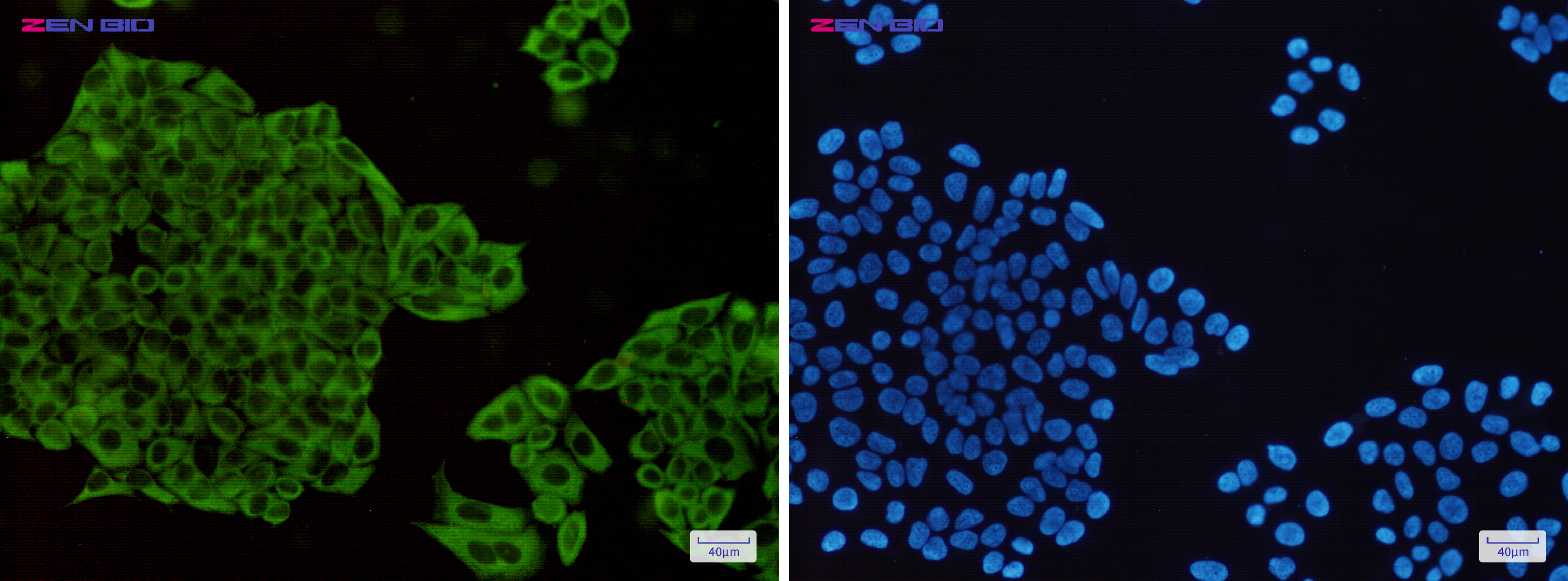 Immunocytochemistry of MEK1/2(green) in Hela cells using MEK1/2 Rabbit pAb at dilution 1/50, and DAPI(blue)