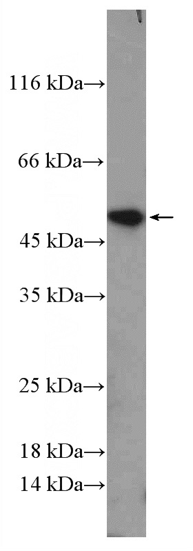 C6 cells were subjected to SDS PAGE followed by western blot with Catalog No:110945(GFAP Antibody) at dilution of 1:1000