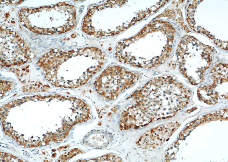 Immunohistochemical of paraffin-embedded human testis using Catalog No:112799(MRAP antibody) at dilution of 1:50 (under 10x lens)