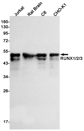 Western blot detection of RUNX1/2/3 in Jurkat,Rat Brain,C6,CHO-K1 cell lysates using RUNX1/2/3 Rabbit pAb(1:1000 diluted).Predicted band size:49kDa.Observed band size:49kDa.