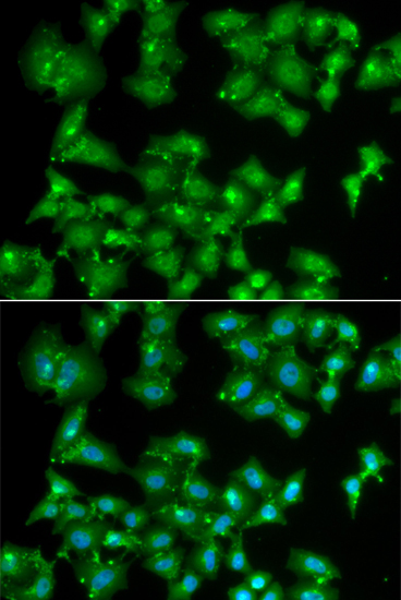 Immunofluorescence - ELF3 Polyclonal Antibody 